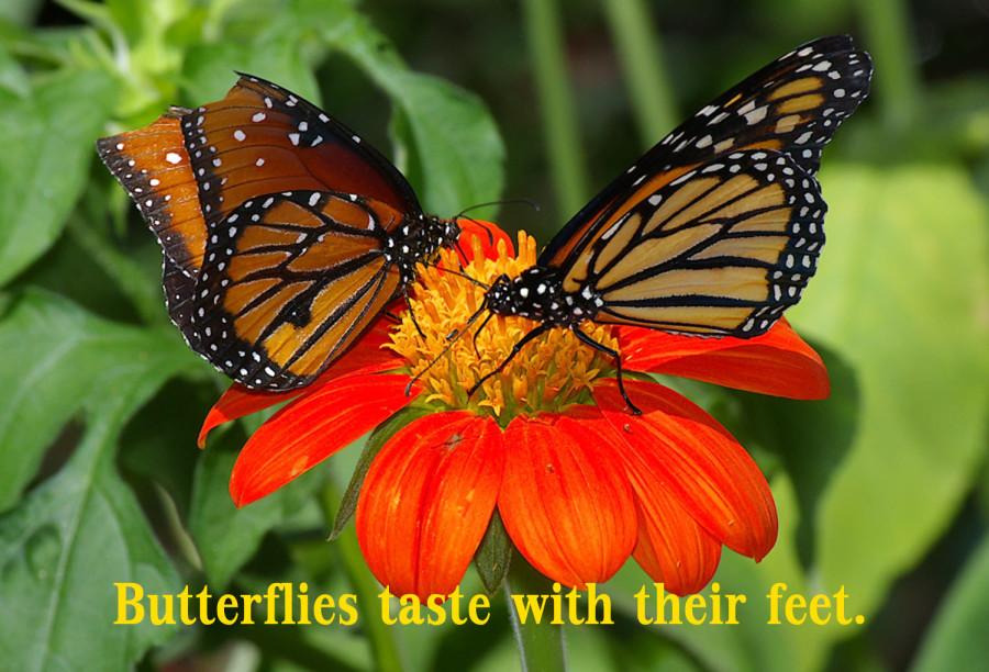 Butterflies+taste+with+their+feet.