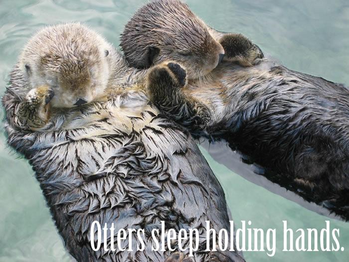 Otters sleep holding hands.