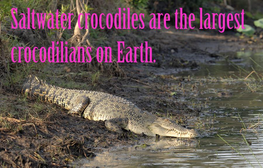 Saltwater crocodiles are the largest crocodilians on Earth.