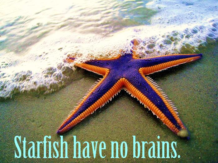 Starfish have no brains.