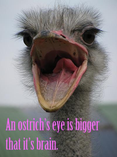 An ostrich’s eye is bigger that it’s brain.