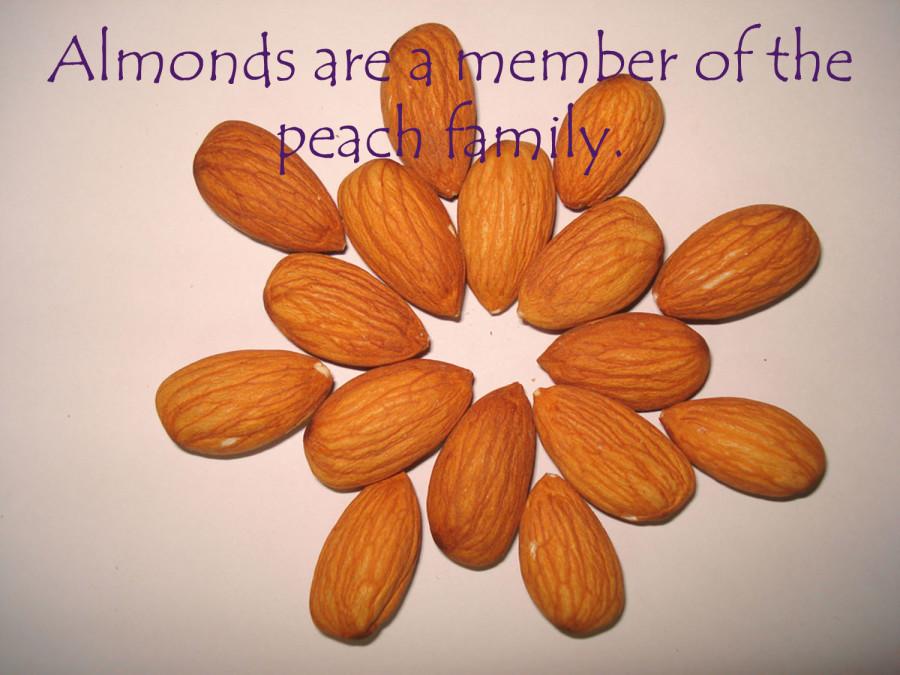 Almonds are a member of the peach family.