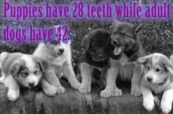 Puppies have 28 teeth while adult dogs have 42.
