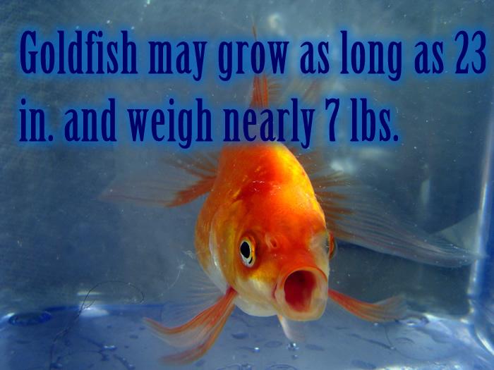 Goldfish may grow as long as 23 in. and weigh nearly 7 lbs.