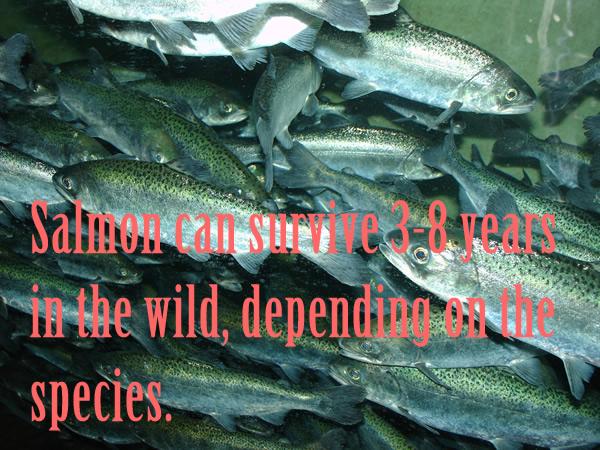 Salmon can survive 3-8 years in the wild, depending on the species.