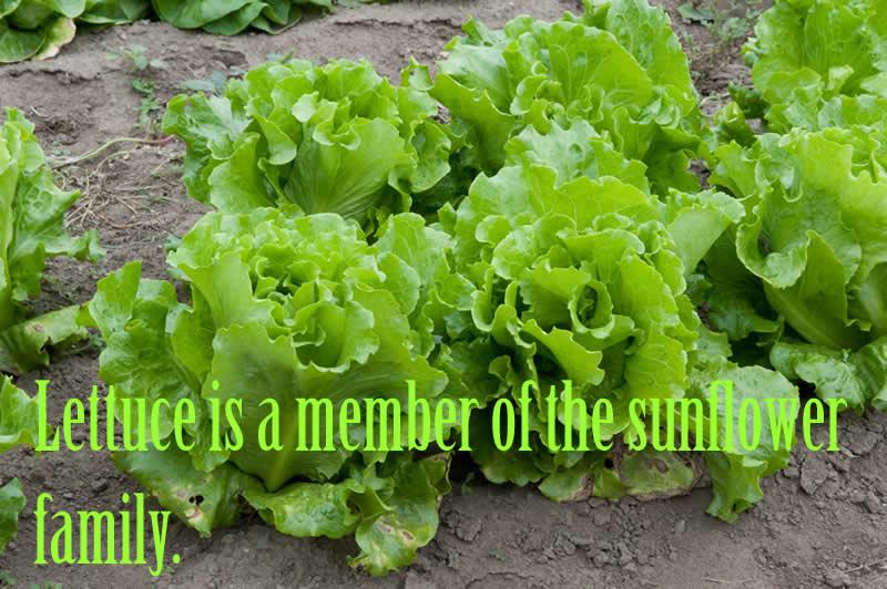 Lettuce is a member of the sunflower family.