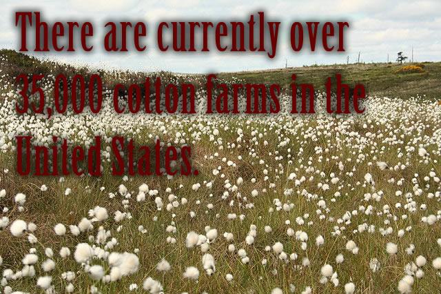 There are currently over 35,000 cotton farms in the United States.