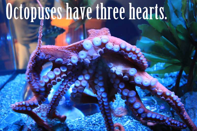 Octopuses have three hearts.