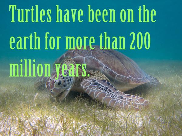 Turtles have been on the earth for more than 200 million years.