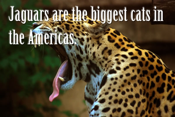 Jaguars are the biggest cats in the Americas.