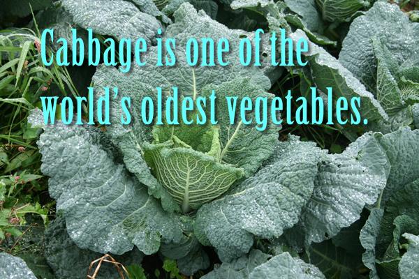 Cabbage is one of the world’s oldest vegetables.