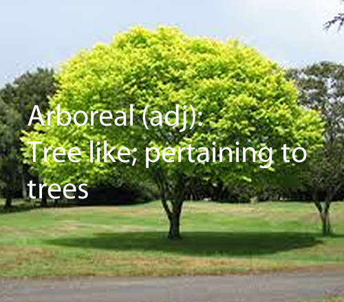 Arboreal (adj.)