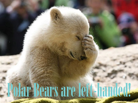 Polar Bears are left-handed!