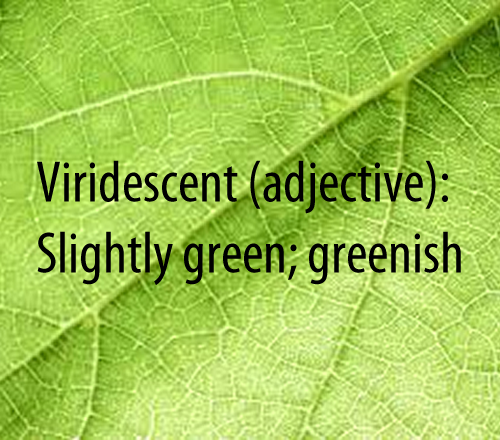 Viridescent (adjective)