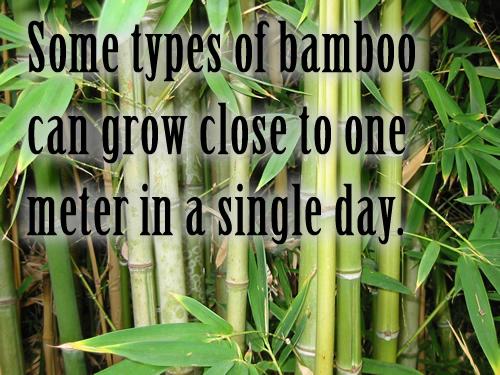 Some types of bamboo can grow close to one meter in a single day.