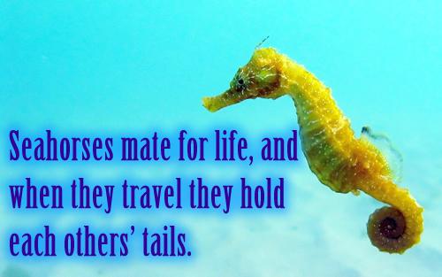 Seahorses mate for life, and when they travel they hold each others’ tails.