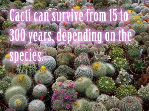 Cacti can survive from 15 to 300 years, depending on the species.