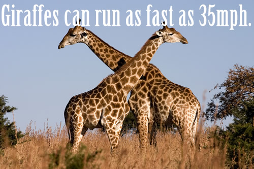 Giraffes can run as fast as 35mph.