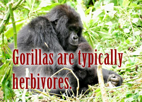 Gorillas are typically herbivores.