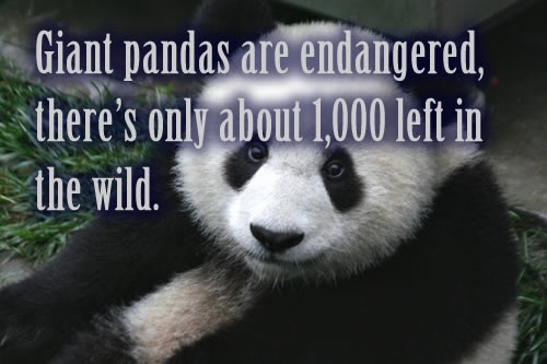 Giant pandas are endangered, there’s only about 1,000 left in the wild.
