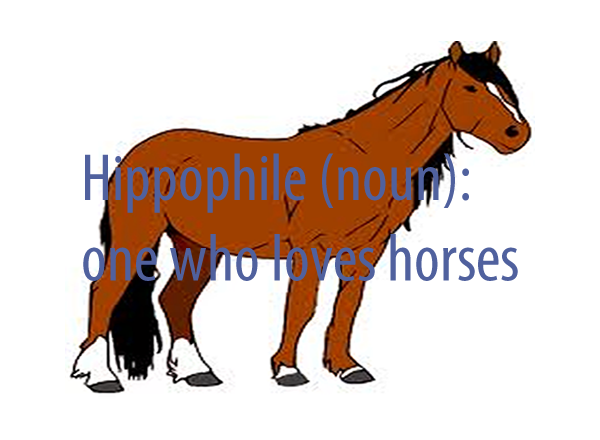 Hippophile (noun)