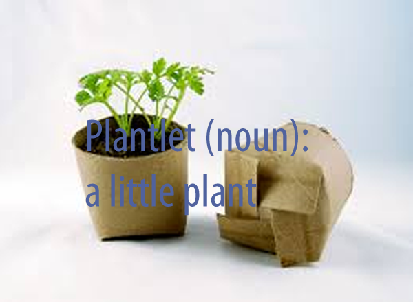 Plantlet (noun)