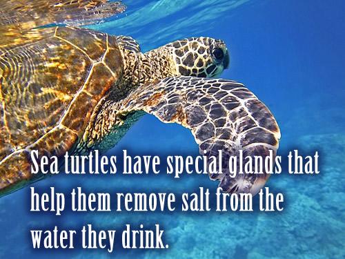 Sea turtles have special glands that help them remove salt from the water they drink.