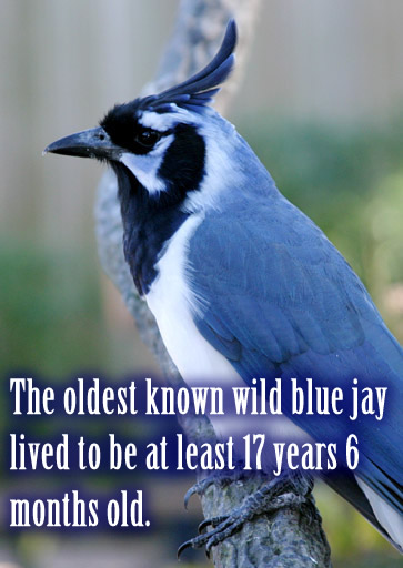 The oldest known wild blue jay lived to be at least 17 years 6 months old.