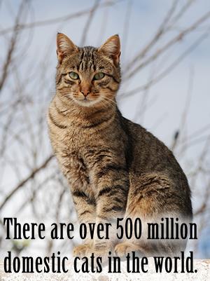 There are over 500 million domestic cats in the world.