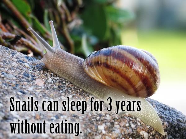 Snails can sleep for 3 years without eating.