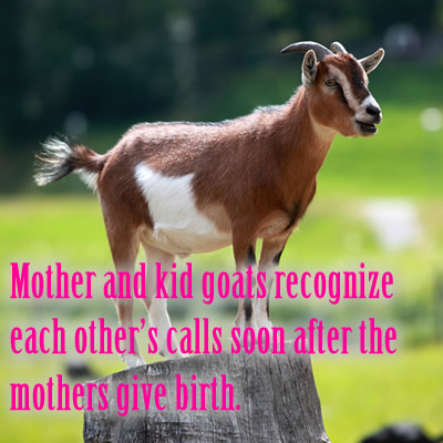 Mother and kid goats recognize each other’s calls soon after the mothers give birth.