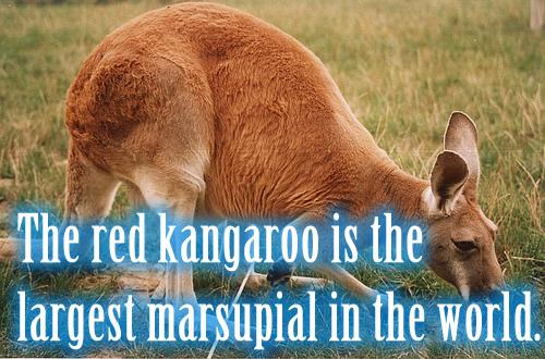The red kangaroo is the largest marsupial in the world.
