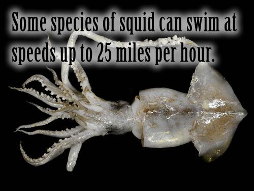 Some species of squid can swim at speeds up to 25 miles per hour.