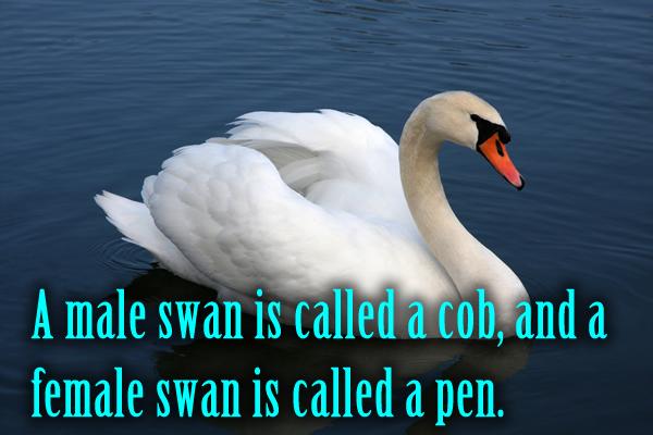 A male swan is called a cob, and a female swan is called a pen.