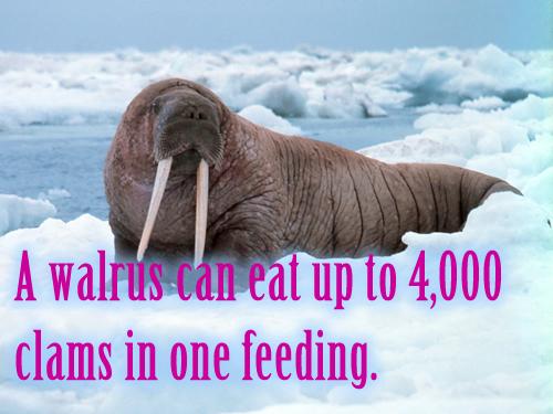 A walrus can eat up to 4,000 clams in one feeding.