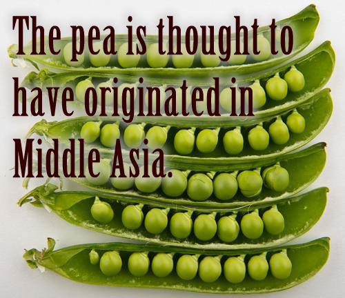 The pea is thought to have originated in Middle Asia.