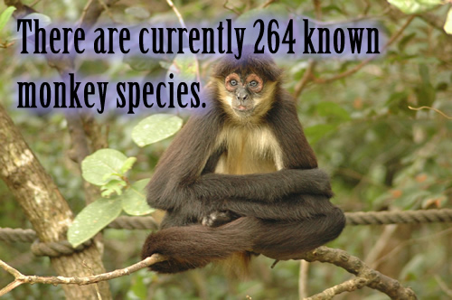 There are currently 264 known monkey species.