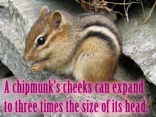 A chipmunk’s cheeks can expand to three times the size of its head.