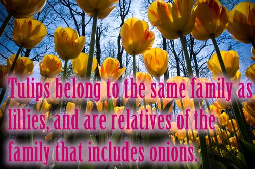 Tulips belong to the same family as lillies, and are relatives of the family that includes onions.