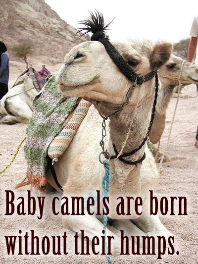 Baby camels are born without their humps.