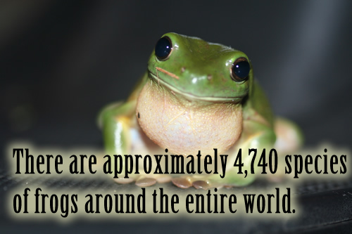 There are approximately 4,740 species of frogs around the entire world.