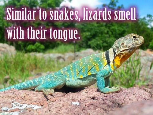 Similar to snakes, lizards smell with their tongue.
