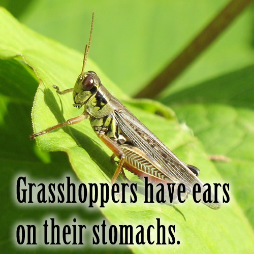 Grasshoppers have ears on their stomach.