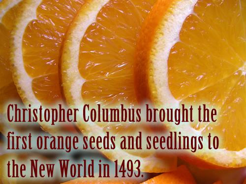 Christopher Columbus brought the first orange seeds and seedlings to the New World in 1493.