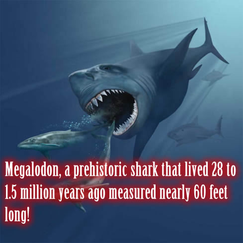 Megalodon, a prehistoric shark that lived 28 to 1.5 million years ago measured nearly 60 feet long!