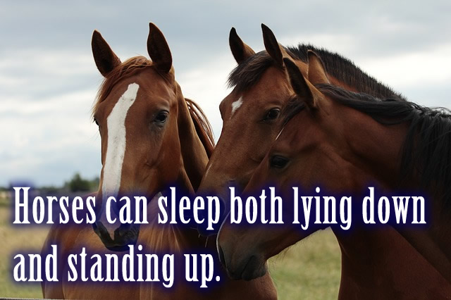 Horses can sleep both lying down and standing up.