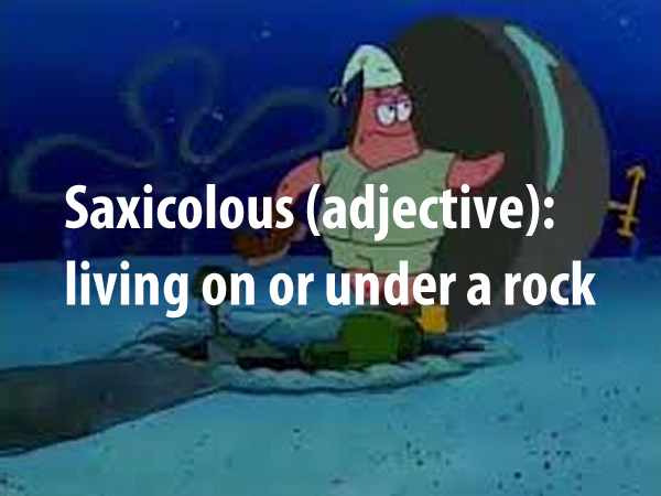 Saxicolous (adjective)