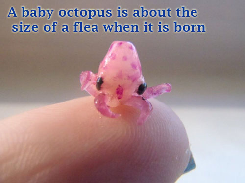A baby octopus is about the size of a flea when it is born.