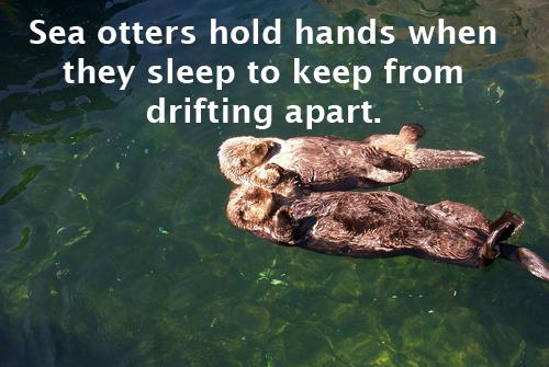 Sea otters hold hands when they sleep to keep from drifting apart.