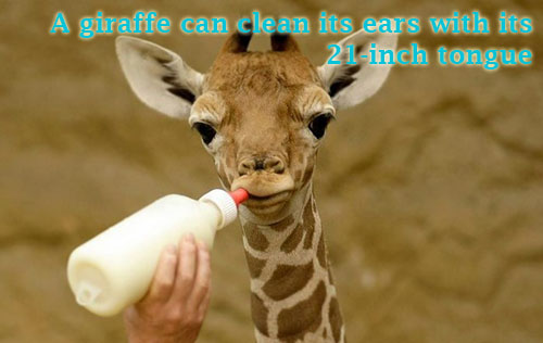 A giraffe can clean its ears with its 21-inch tongue